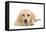 Labrador Puppy Lying in Studio-null-Framed Stretched Canvas