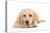 Labrador Puppy Lying in Studio-null-Stretched Canvas