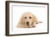 Labrador Puppy Lying in Studio-null-Framed Photographic Print