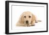 Labrador Puppy Lying in Studio-null-Framed Photographic Print