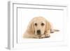 Labrador Puppy Lying in Studio-null-Framed Photographic Print