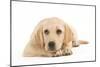 Labrador Puppy Lying in Studio-null-Mounted Photographic Print