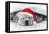 Labrador Puppy Lying under a Blanket Wearing a Christmas Hat-null-Framed Stretched Canvas