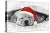 Labrador Puppy Lying under a Blanket Wearing a Christmas Hat-null-Stretched Canvas