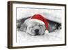 Labrador Puppy Lying under a Blanket Wearing a Christmas Hat-null-Framed Photographic Print