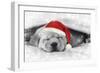 Labrador Puppy Lying under a Blanket Wearing a Christmas Hat-null-Framed Photographic Print