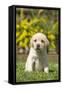 Labrador Puppy-null-Framed Stretched Canvas