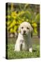 Labrador Puppy-null-Stretched Canvas