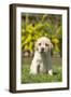 Labrador Puppy-null-Framed Photographic Print