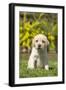 Labrador Puppy-null-Framed Photographic Print