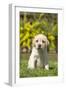 Labrador Puppy-null-Framed Photographic Print