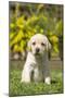 Labrador Puppy-null-Mounted Photographic Print
