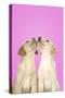 Labrador Retriever 9 Wk Old Puppies Looking Up-null-Stretched Canvas