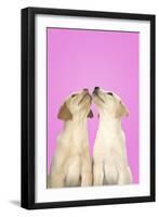 Labrador Retriever 9 Wk Old Puppies Looking Up-null-Framed Photographic Print