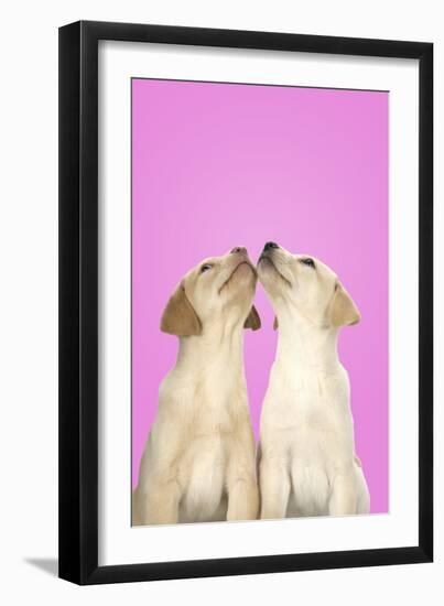 Labrador Retriever 9 Wk Old Puppies Looking Up-null-Framed Photographic Print