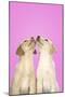 Labrador Retriever 9 Wk Old Puppies Looking Up-null-Mounted Photographic Print