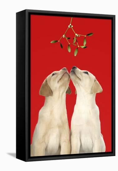 Labrador Retriever 9 Wk Old Puppies Looking-null-Framed Stretched Canvas