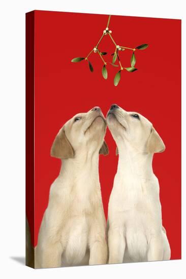 Labrador Retriever 9 Wk Old Puppies Looking-null-Stretched Canvas