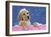 Labrador Retriever 9 Wk Old Puppies With-null-Framed Photographic Print