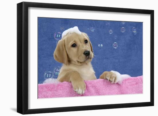 Labrador Retriever 9 Wk Old Puppies With-null-Framed Photographic Print