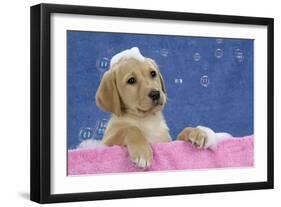 Labrador Retriever 9 Wk Old Puppies With-null-Framed Photographic Print