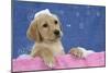 Labrador Retriever 9 Wk Old Puppies With-null-Mounted Photographic Print