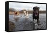 Labrador Retriever and Friends Having Fun in the Water-Eric Gevaert-Framed Stretched Canvas