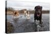 Labrador Retriever and Friends Having Fun in the Water-Eric Gevaert-Stretched Canvas