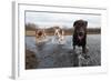 Labrador Retriever and Friends Having Fun in the Water-Eric Gevaert-Framed Photographic Print
