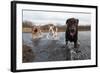 Labrador Retriever and Friends Having Fun in the Water-Eric Gevaert-Framed Photographic Print