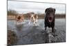 Labrador Retriever and Friends Having Fun in the Water-Eric Gevaert-Mounted Photographic Print