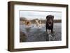 Labrador Retriever and Friends Having Fun in the Water-Eric Gevaert-Framed Photographic Print