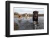 Labrador Retriever and Friends Having Fun in the Water-Eric Gevaert-Framed Photographic Print