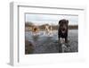 Labrador Retriever and Friends Having Fun in the Water-Eric Gevaert-Framed Photographic Print