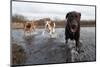 Labrador Retriever and Friends Having Fun in the Water-Eric Gevaert-Mounted Photographic Print