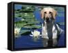 Labrador Retriever Dog in Lake, Illinois, USA-Lynn M. Stone-Framed Stretched Canvas