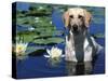 Labrador Retriever Dog in Lake, Illinois, USA-Lynn M. Stone-Stretched Canvas