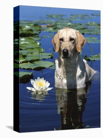 Labrador Retriever Dog in Lake, Illinois, USA-Lynn M. Stone-Stretched Canvas