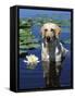 Labrador Retriever Dog in Lake, Illinois, USA-Lynn M. Stone-Framed Stretched Canvas