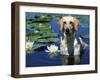 Labrador Retriever Dog in Lake, Illinois, USA-Lynn M. Stone-Framed Photographic Print