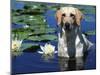 Labrador Retriever Dog in Lake, Illinois, USA-Lynn M. Stone-Mounted Photographic Print