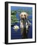 Labrador Retriever Dog in Lake, Illinois, USA-Lynn M. Stone-Framed Photographic Print