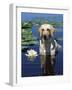 Labrador Retriever Dog in Lake, Illinois, USA-Lynn M. Stone-Framed Photographic Print