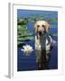 Labrador Retriever Dog in Lake, Illinois, USA-Lynn M. Stone-Framed Photographic Print