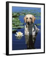 Labrador Retriever Dog in Lake, Illinois, USA-Lynn M. Stone-Framed Photographic Print