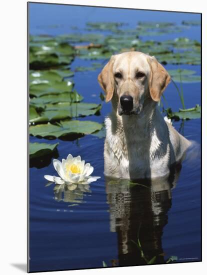 Labrador Retriever Dog in Lake, Illinois, USA-Lynn M. Stone-Mounted Photographic Print