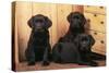 Labrador Retriever Dog Three Black Puppies-null-Stretched Canvas