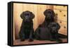 Labrador Retriever Dog Three Black Puppies-null-Framed Stretched Canvas