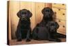 Labrador Retriever Dog Three Black Puppies-null-Stretched Canvas