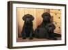 Labrador Retriever Dog Three Black Puppies-null-Framed Photographic Print